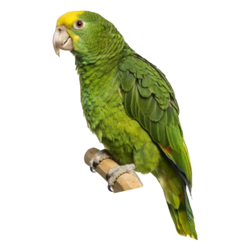 pet-bird-dna